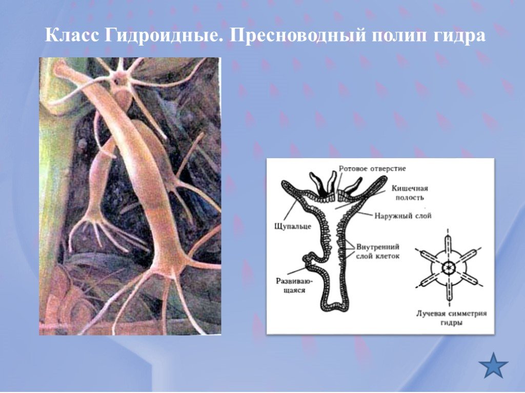 Кракен магазин krakens13 at